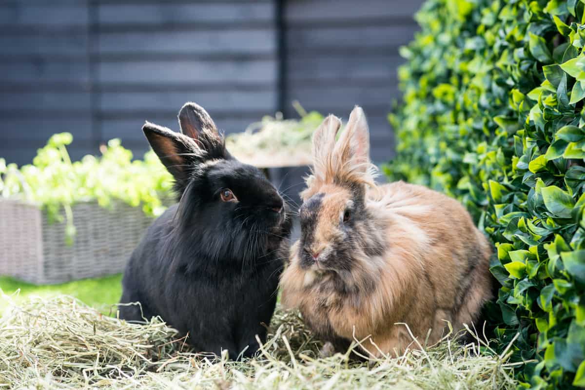 Two rabbits