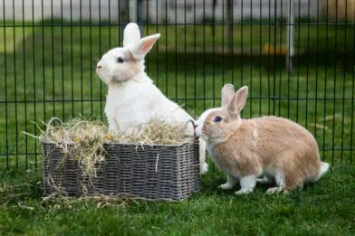 Two rabbits