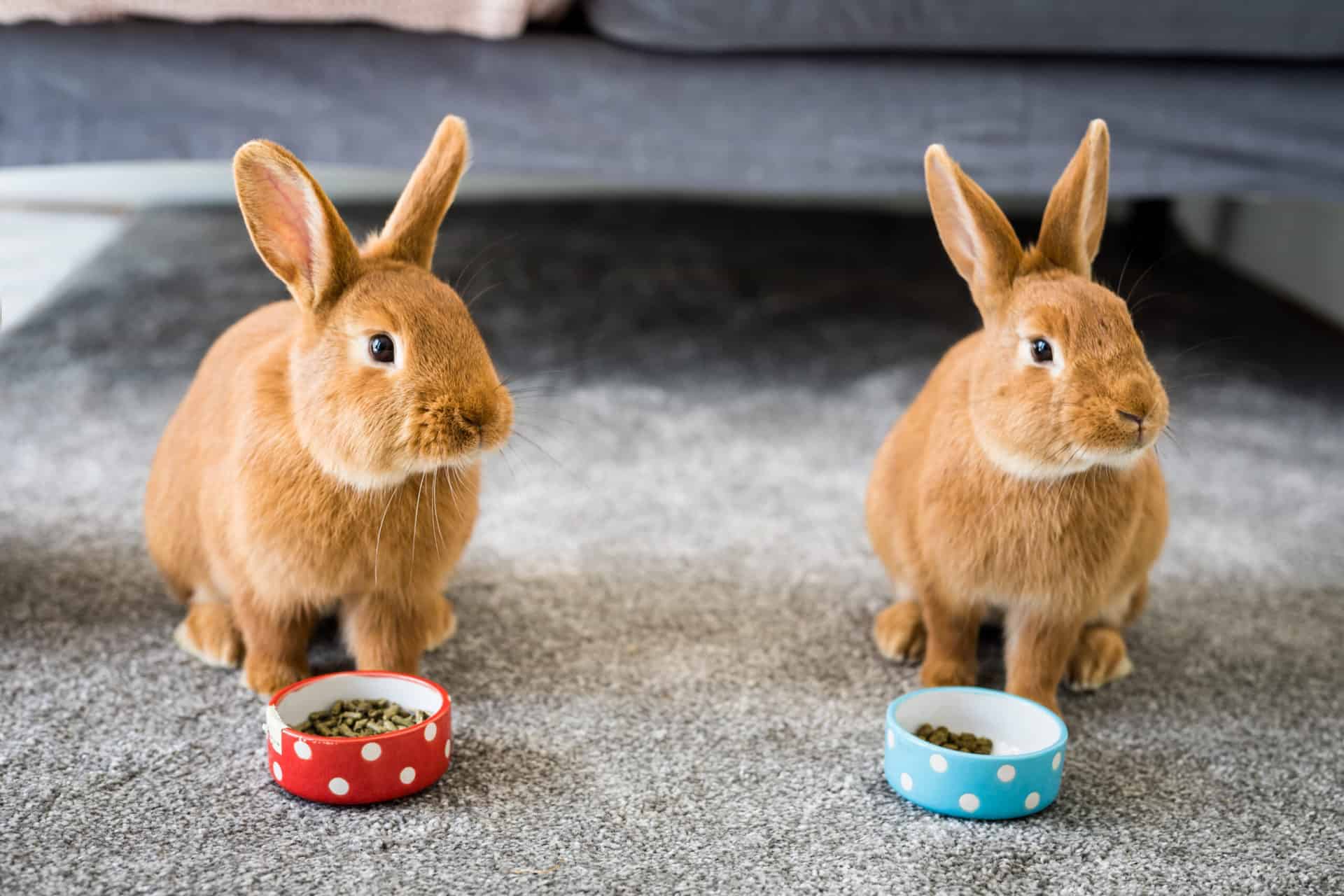 Rabbits eating nuggets
