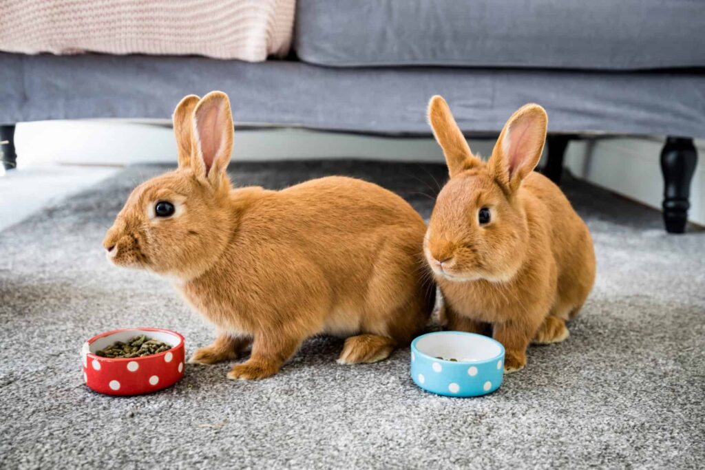 Two rabbits indoors