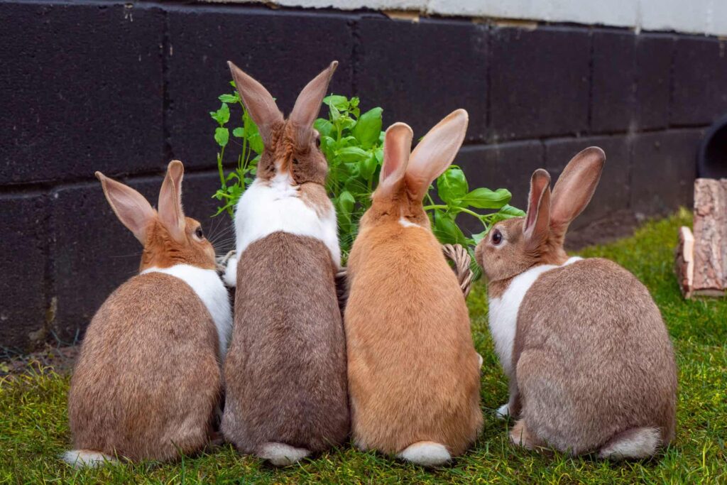 Four rabbits