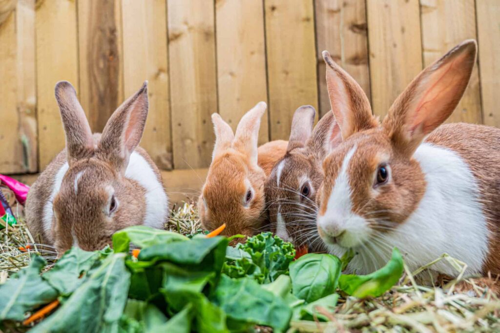 Rabbits