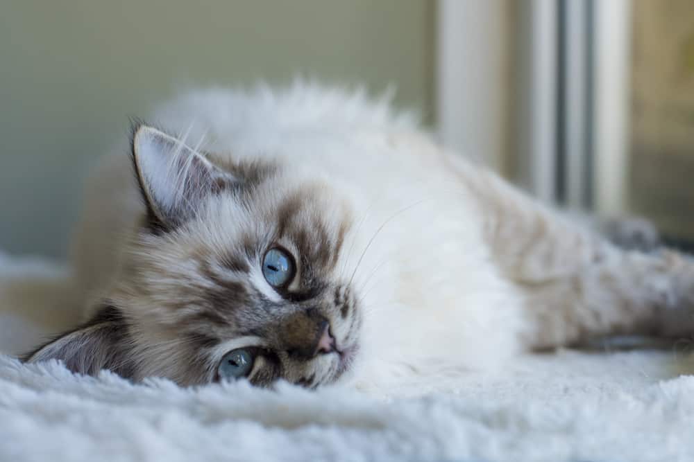 Feeding Tips for British Shorthair Cats