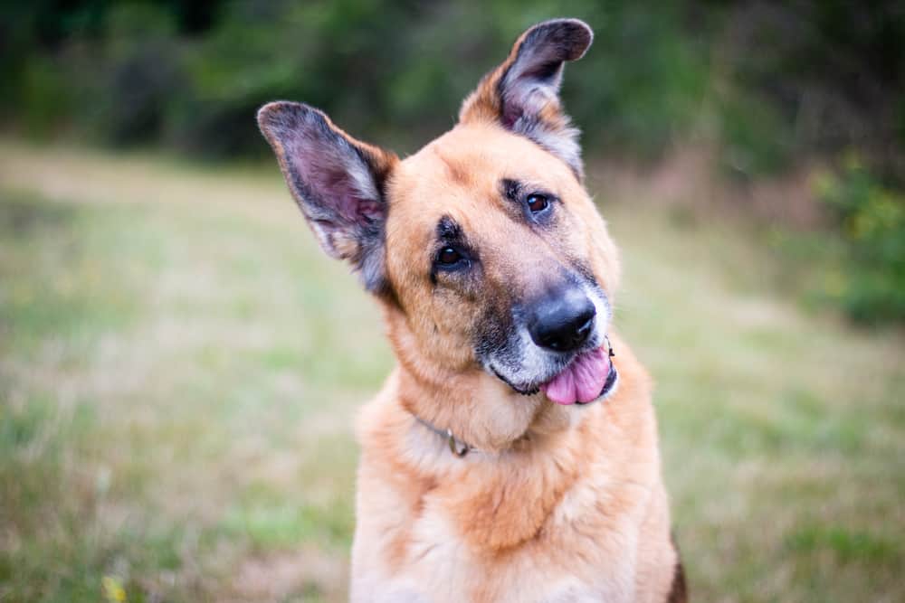 Senior dog