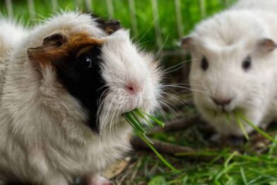 Two guinea pigs eating grass