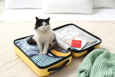 Cat sat on suitcase