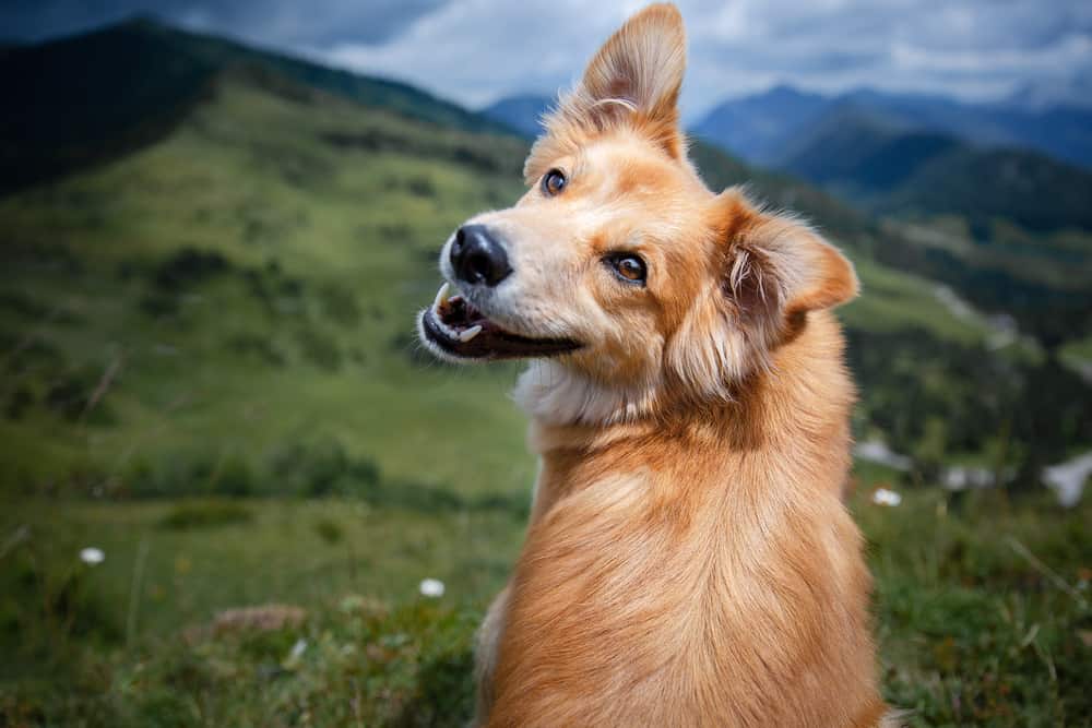 Dog in summer