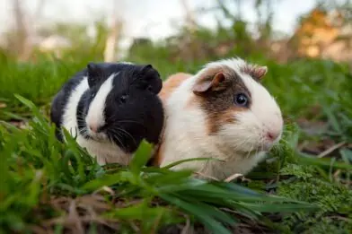 Guinea pigs outdoors