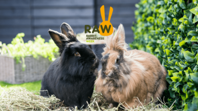 Rabbit Awareness Week