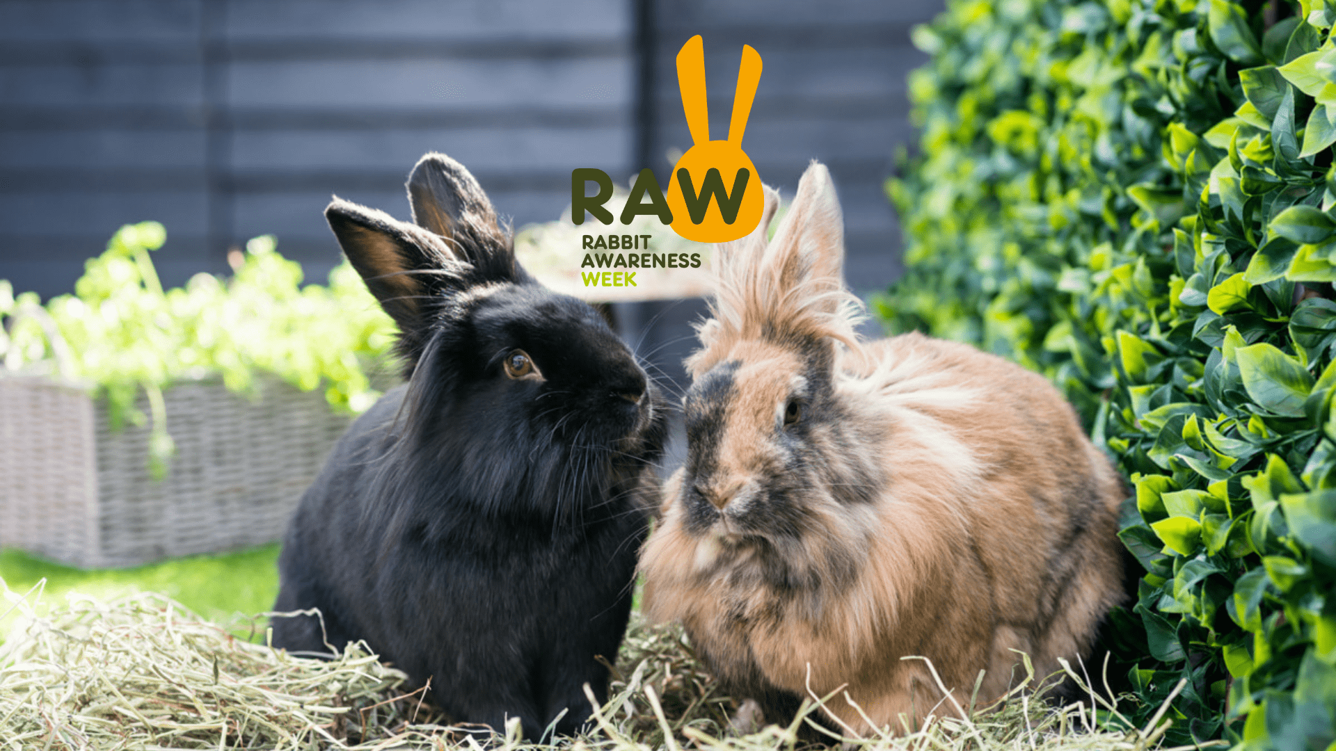 Rabbit Awareness Week