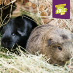 Excel Guinea Pig Nuggets Blackcurrant & Oregano