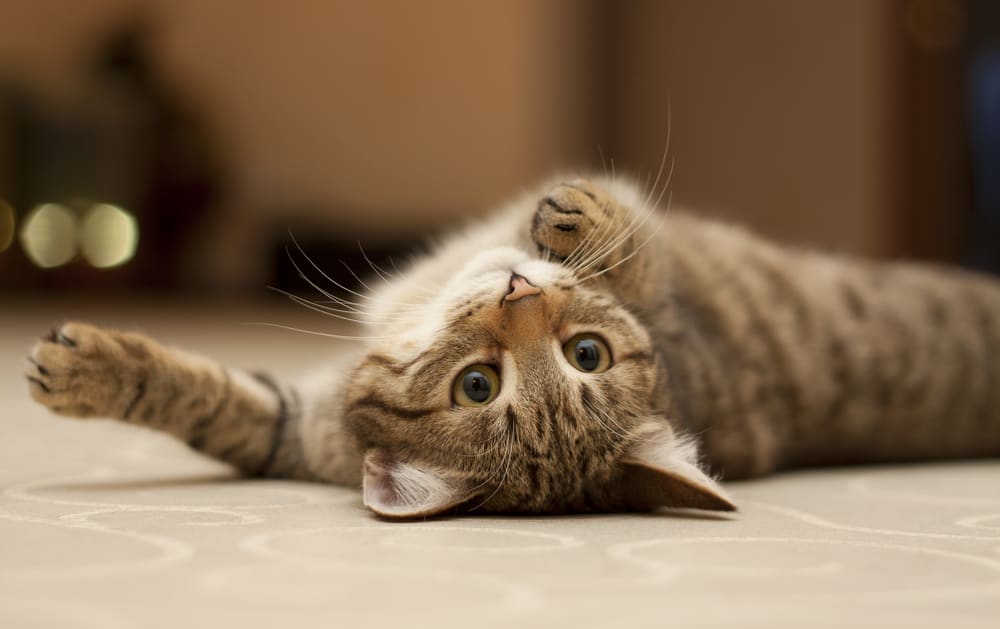 Cat sounds: what miaowing, purring and hissing really mean