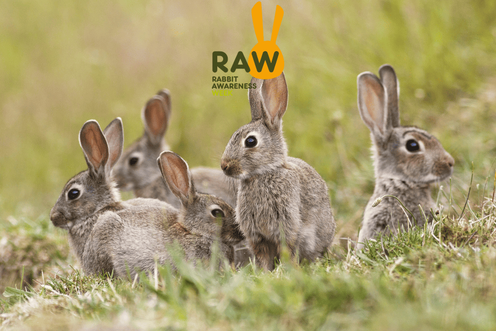 Rabbits
