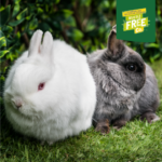 Excel Junior & Dwarf Rabbit
