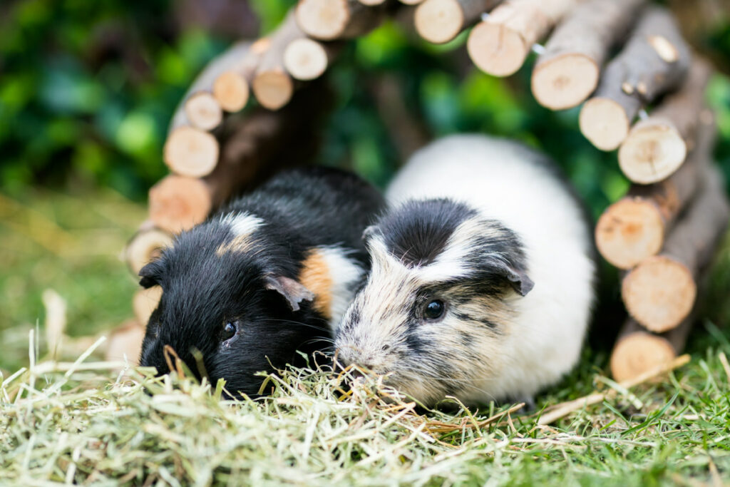 How Do I Protect My Guinea Pigs From Dogs
