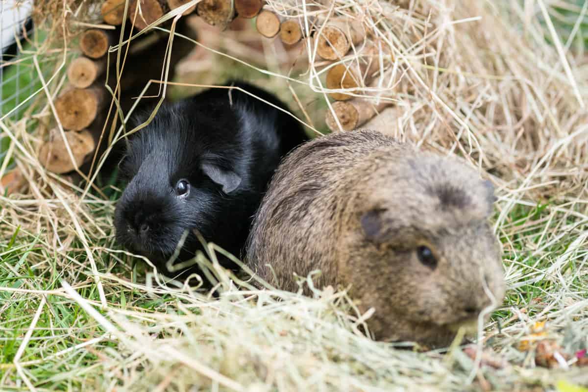 Guinea pigs