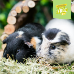 Excel Guinea Pig Nuggets with Mint
