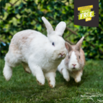 Excel Nature's Blend Rabbit Nuggets