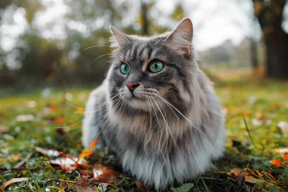 the,cat,looks,to,the,side,and,sits,on,a