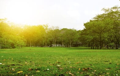 green,park,and,tree,in,garden,under,sunset,background.,exercise