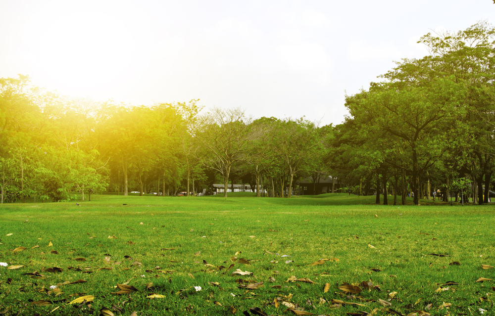 green,park,and,tree,in,garden,under,sunset,background.,exercise