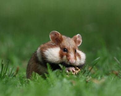 Hamster