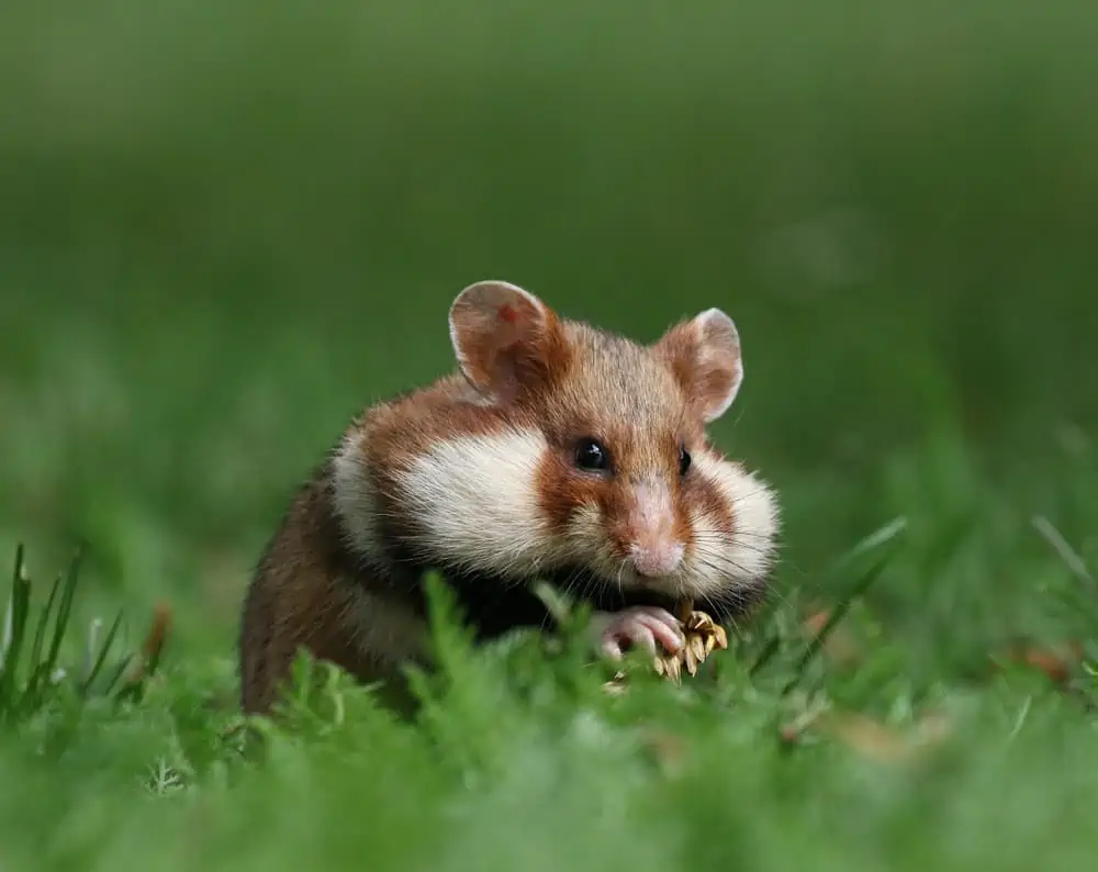 These 6 Tips Will Prolong Your Hamster's Life