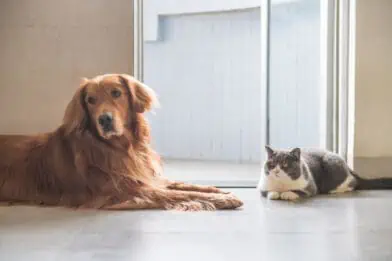 british,shorthair,and,golden,retriever,,indoor,shot