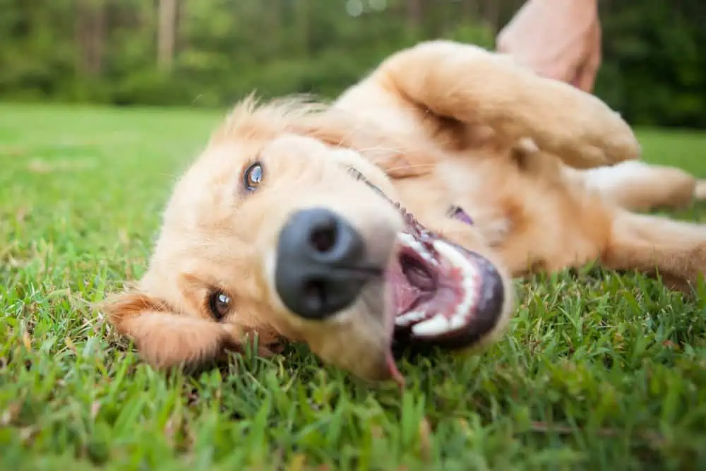 yellow,lab,rolls,over,outside