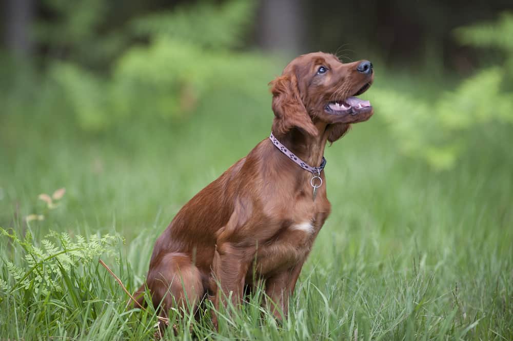 young,happy,dog,sitting,in,green,grass