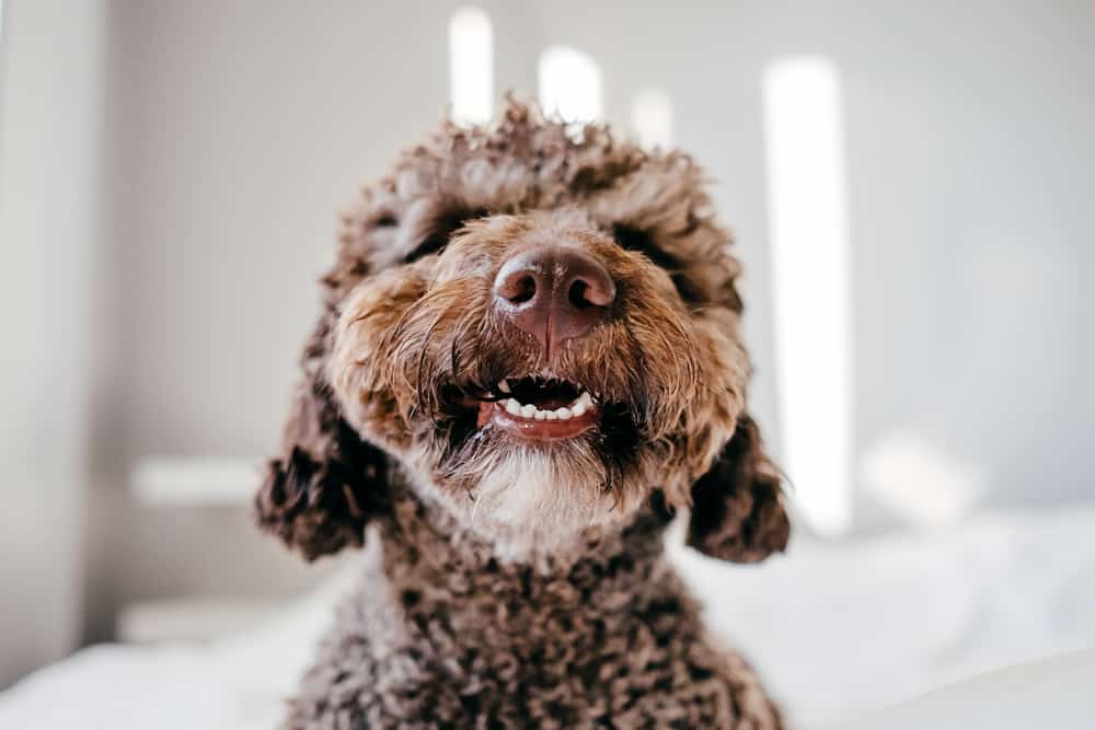 brown,spanish,water,dog,with,lovely,face,and,big,brown