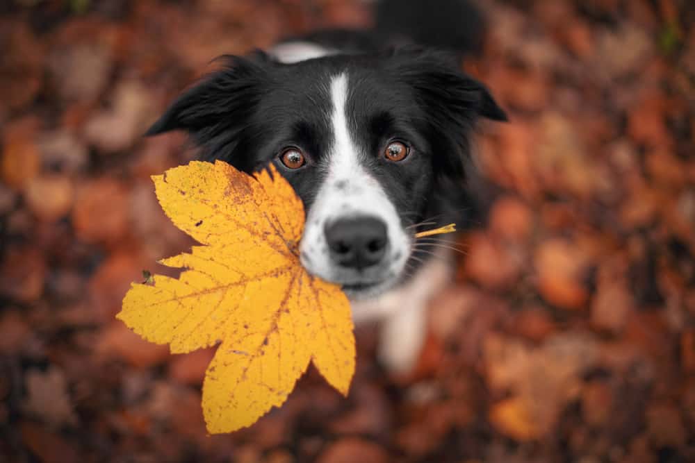 border,collie,dog,is,holding,a,leaf,with,his,mouth