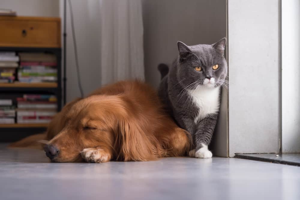 british,shorthair,cats,and,golden,retriever