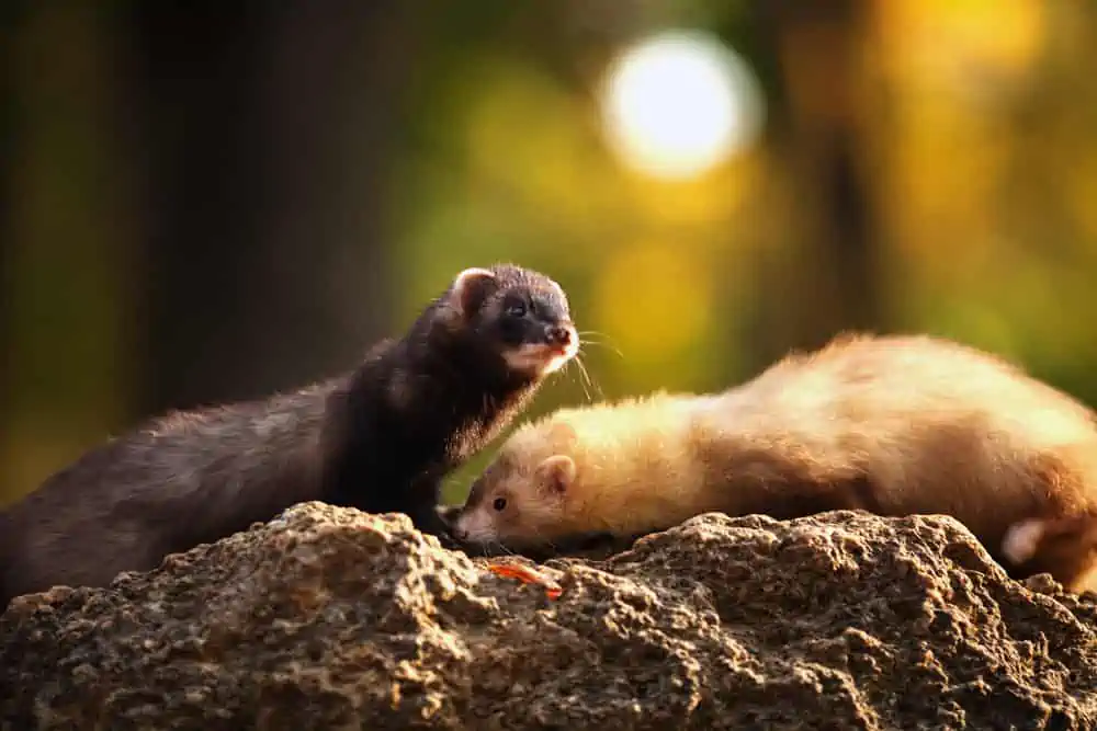 horizontal,photo,of,two,ferret,,with,black,and,yellow,hair,