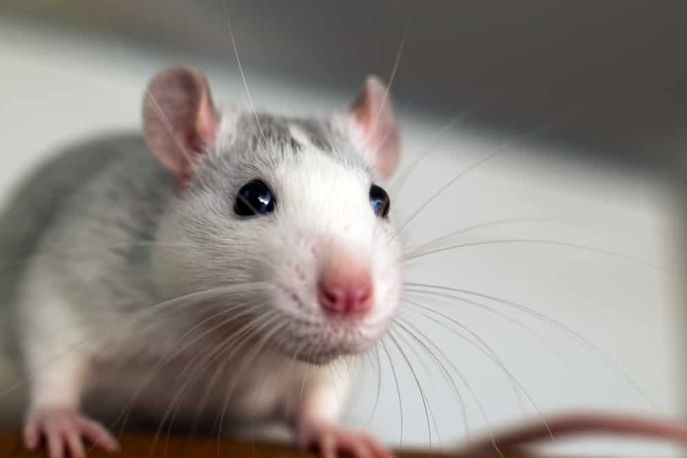 Pet rats are where it's at | Blog | Burgess Pet Care Pet rats are where it's at | Blog | Burgess Pet Care