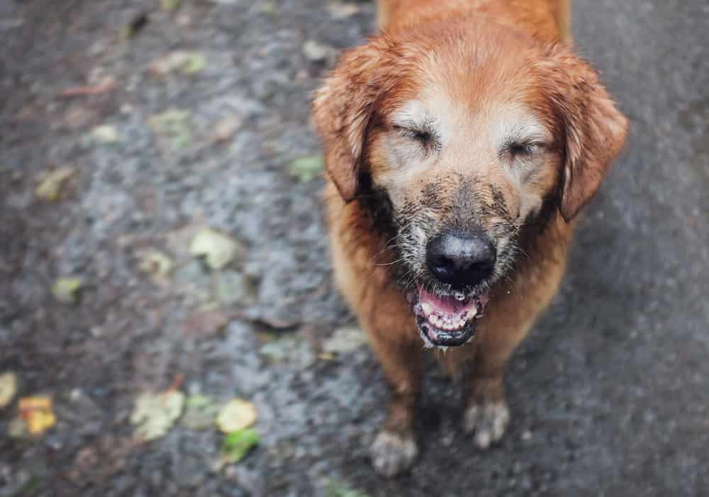 muddy,golden,retriever,in,the,ran