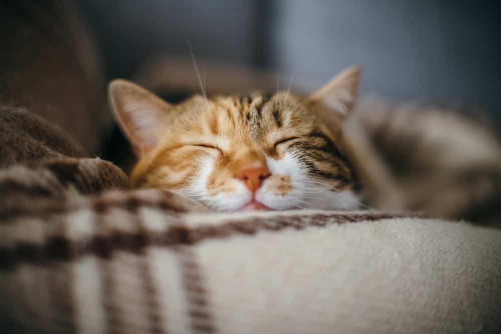 front,view,of,cute,beautiful,cat,sleeping,in,her,dreams