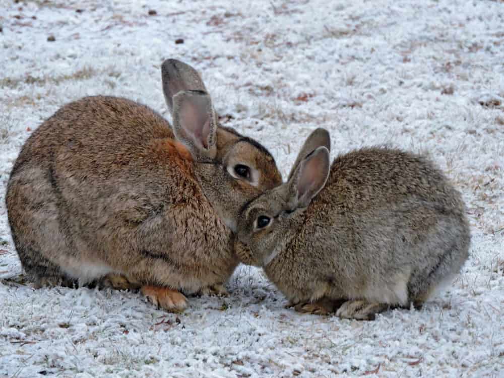 small,gray,rabbit,or,hare,with,mum,sitting,together.,sweet
