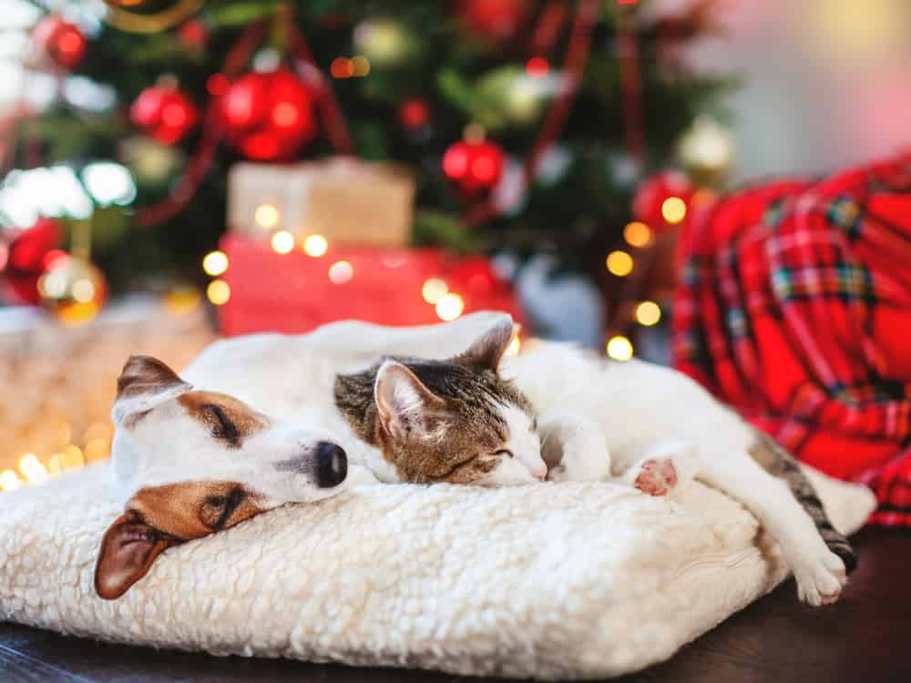 cat,and,dog,sleeping,under,christmas,tree.,pets,friends.,happy