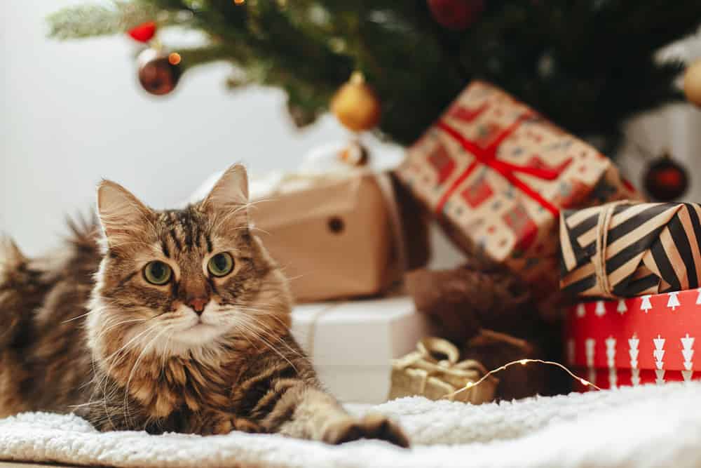 adorable,tabby,cat,sitting,at,wrapped,gift,boxes,under,christmas