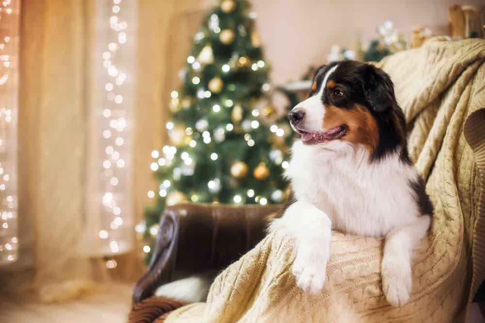 australian,shepherd,,studio,portrait,dog,on,a,color,background,,christmas