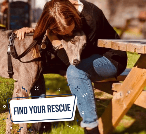 rehoming a rescue (1)