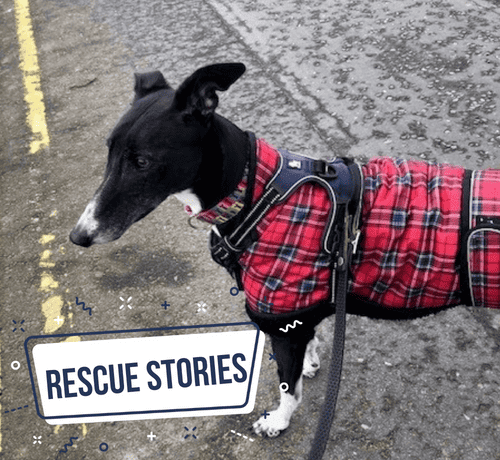 rehoming a rescue