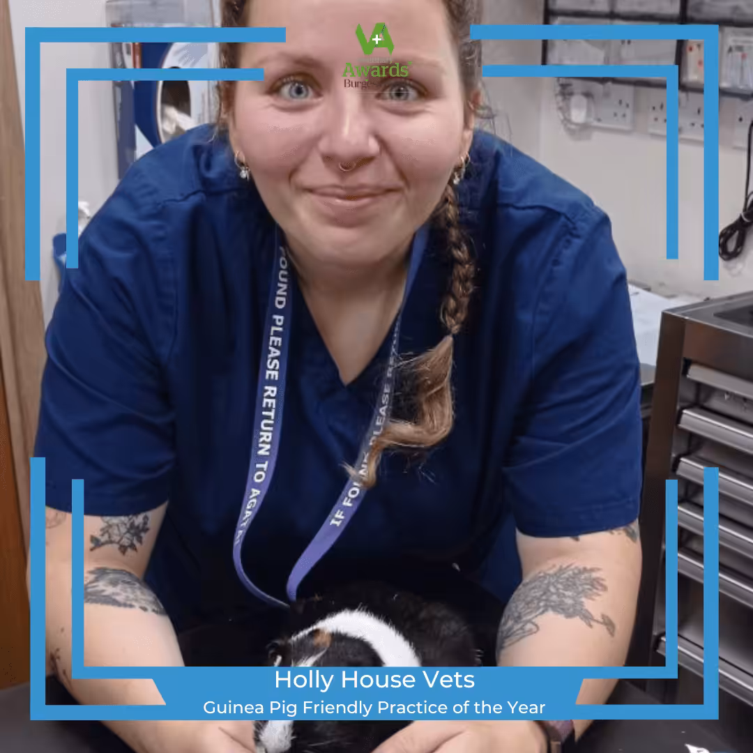 holly house vets, leeds – guinea pig friendly practice of the year