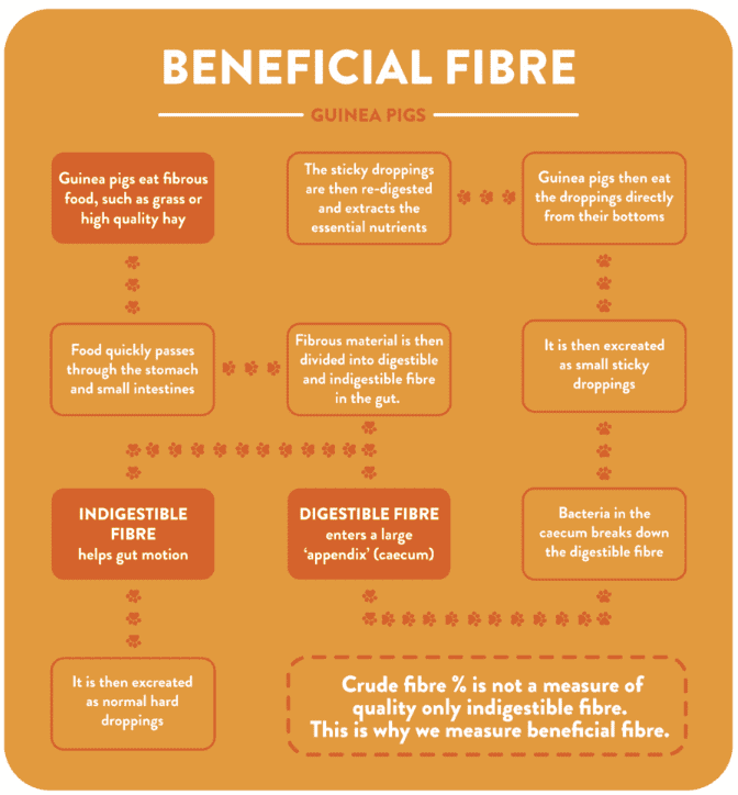 beneficial fibre guinea pig