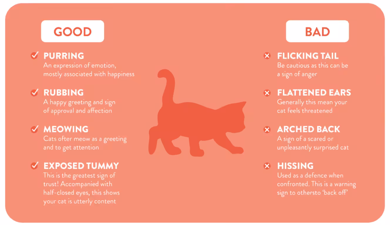cat training behaviours
