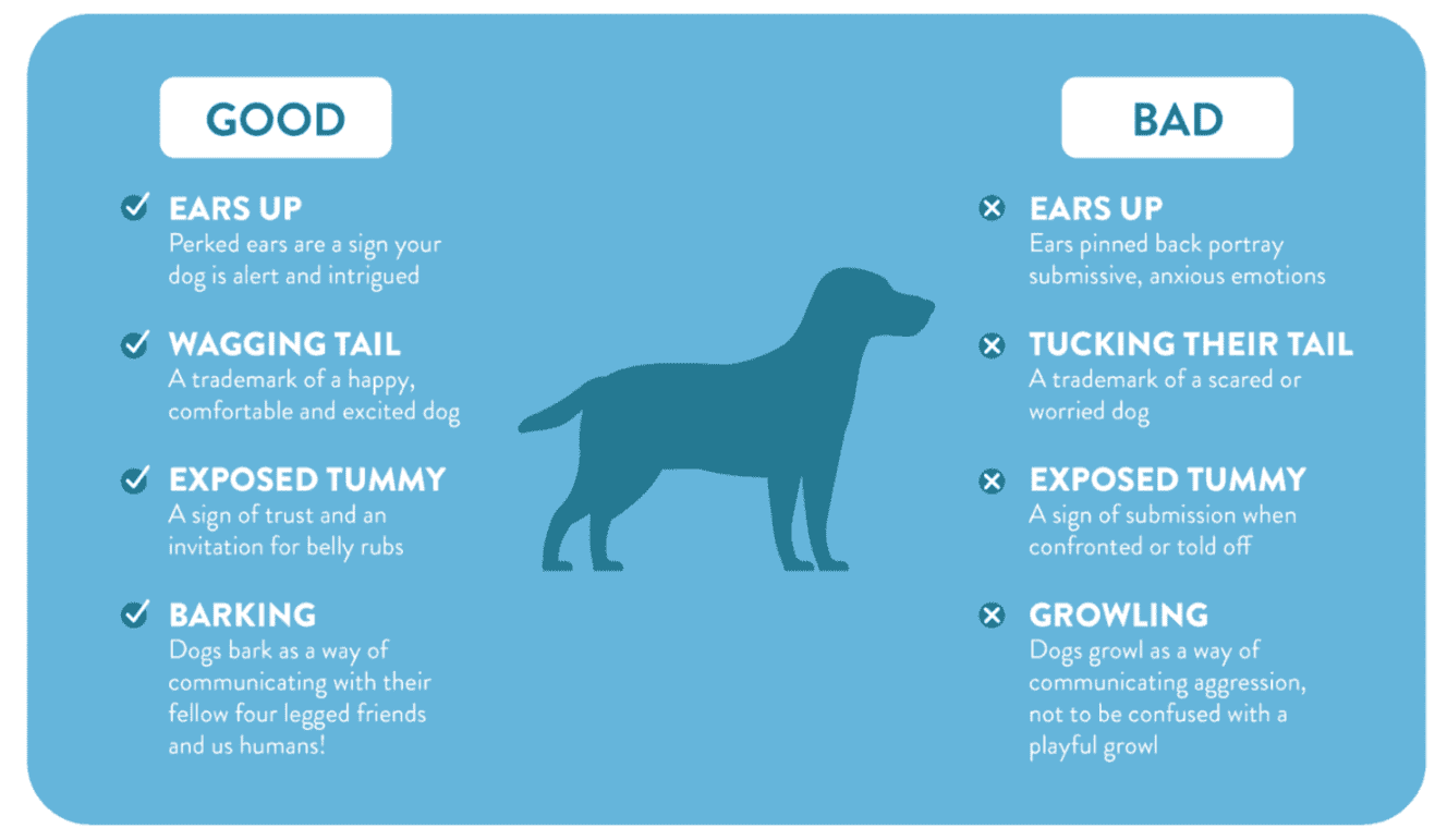 dog training behaviours