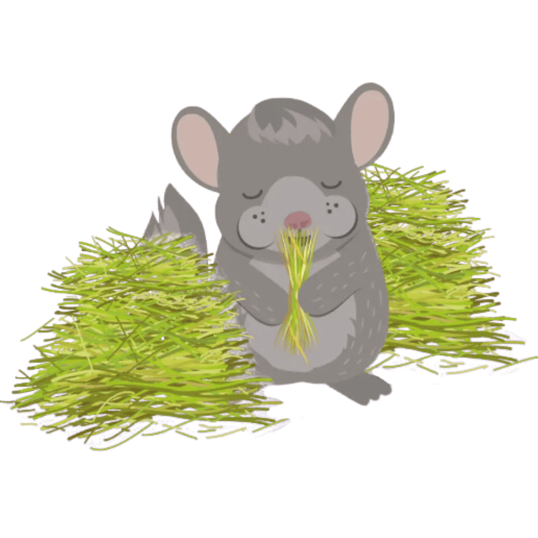 chinchilla eating hay (1)