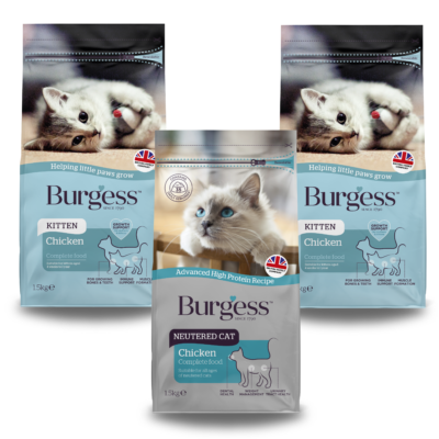 Kitten Bundle product image