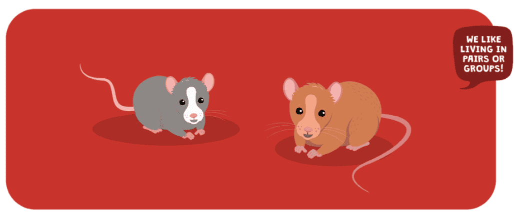 rat companionship